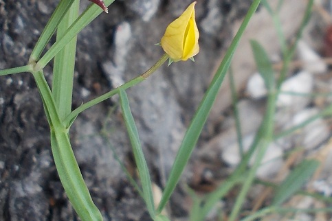 Lathyrus annuus